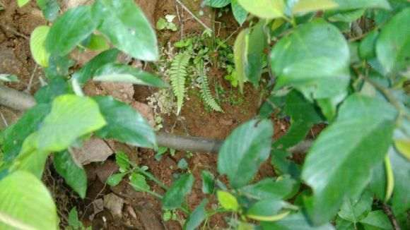 勾儿茶下山桩整么没开花