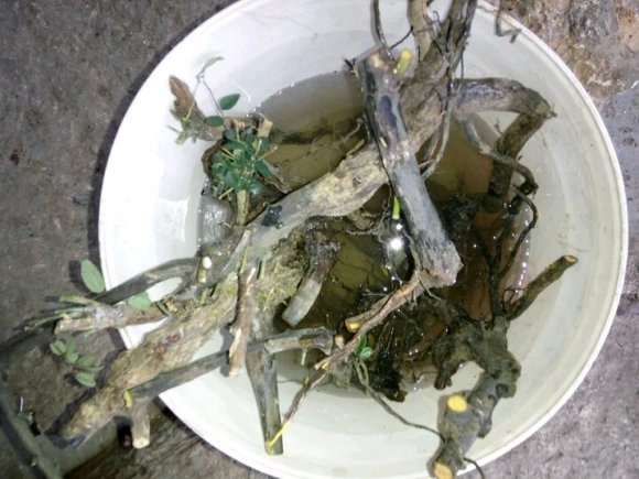 铁包金勾儿茶下山桩 型很好 图片