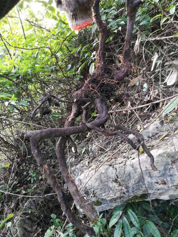 铁包金勾儿茶下山桩 型很好 图片