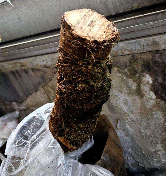络石下山桩1个月来芽 怎么样 图片