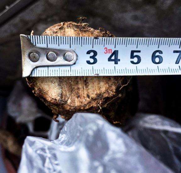 络石下山桩1个月来芽 怎么样 图片
