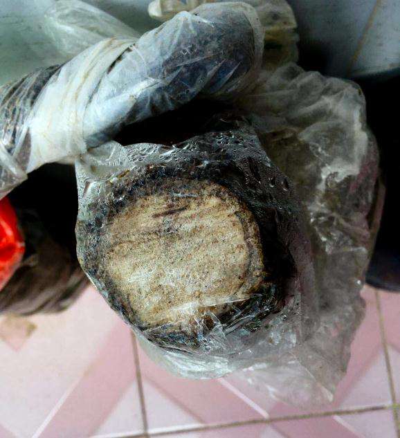 络石下山桩1个月来芽 怎么样 图片