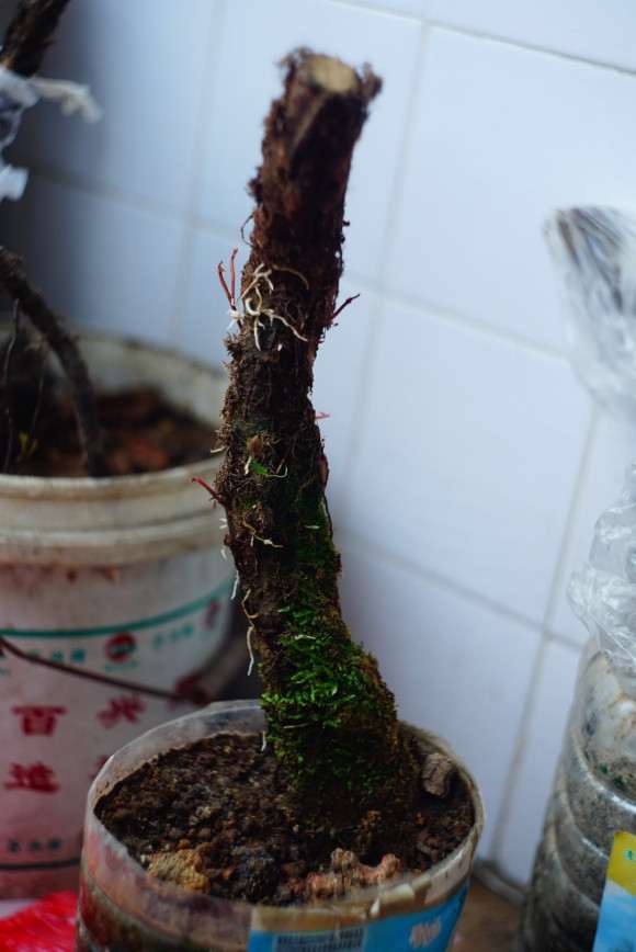 络石下山桩套袋放两天可以种活吗