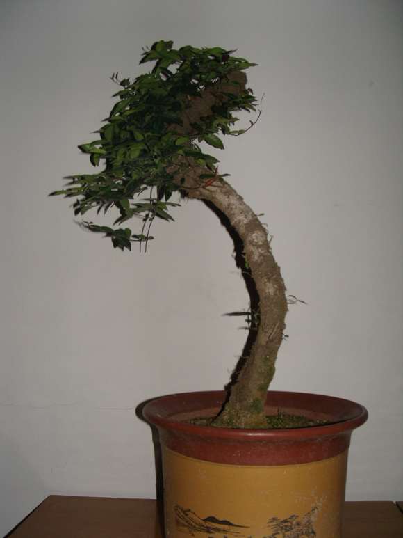 络石下山桩成活后 上盆里 怎么样 图片