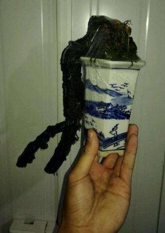 悬崖络石下山桩老桩怎么样