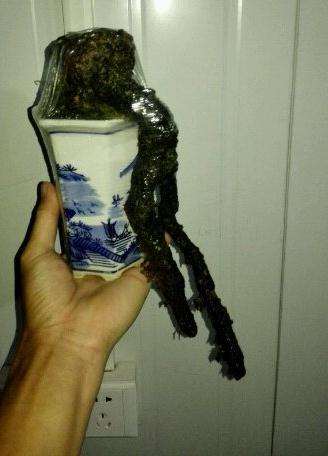 悬崖络石下山桩老桩怎么样