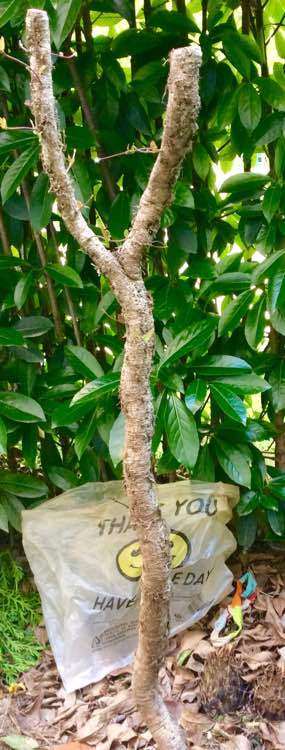 络石下山桩怎么高压逼根的方法