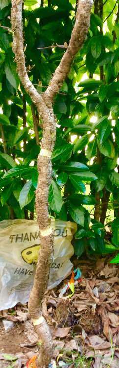 络石下山桩怎么高压逼根的方法