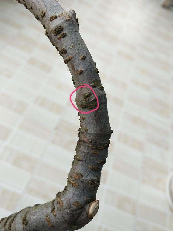 一棵络石下山桩上盆后的发芽过程