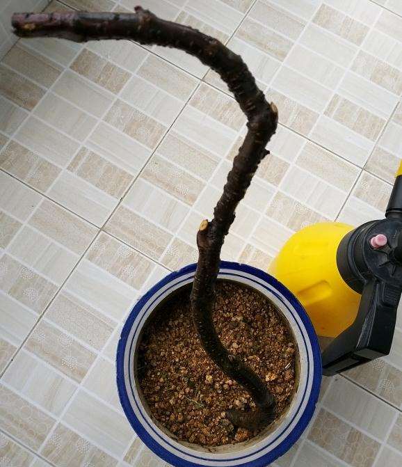 一棵络石下山桩上盆后的发芽过程