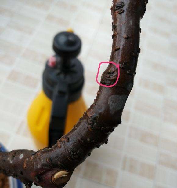 一棵络石下山桩上盆后的发芽过程