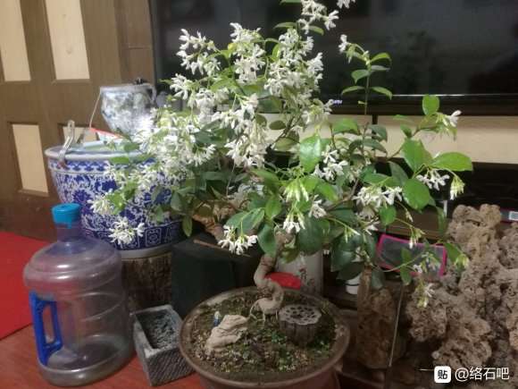 络石下山桩怎么嫁接的问题