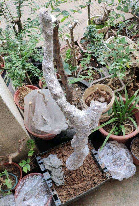 络石下山桩全身都是毛根