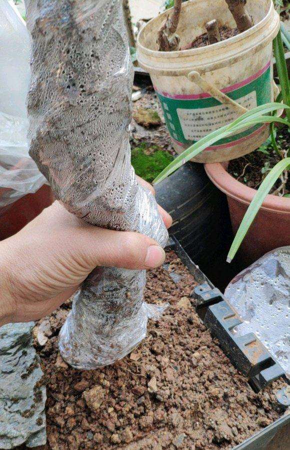 络石下山桩全身都是毛根