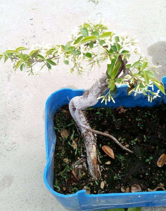 络石下山桩开花了