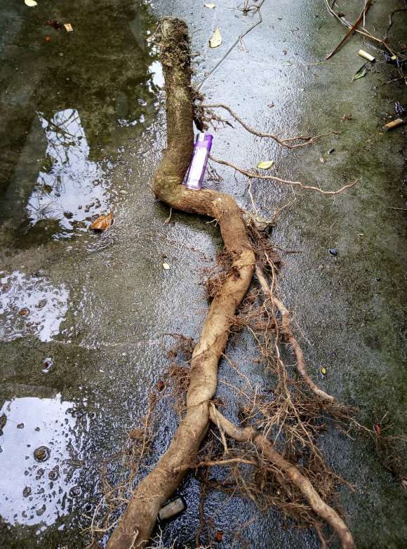 今天挖一大络石下山桩