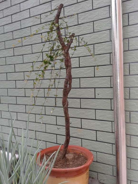 络石下山桩下地养了三个月