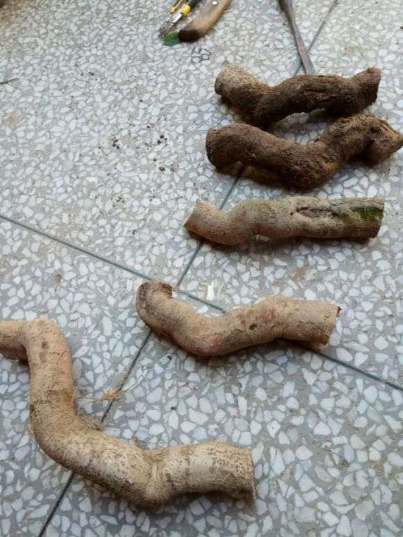 无根络石下山桩怎么嫁接的方法