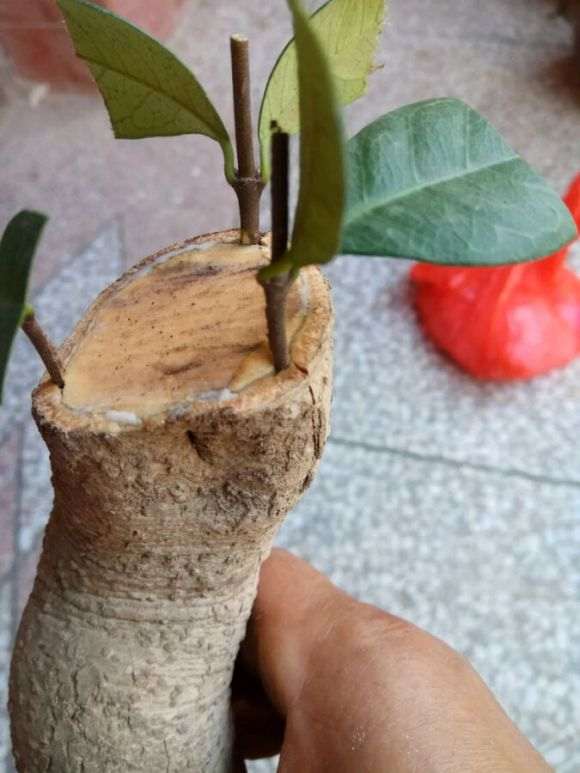 无根络石下山桩怎么嫁接的方法