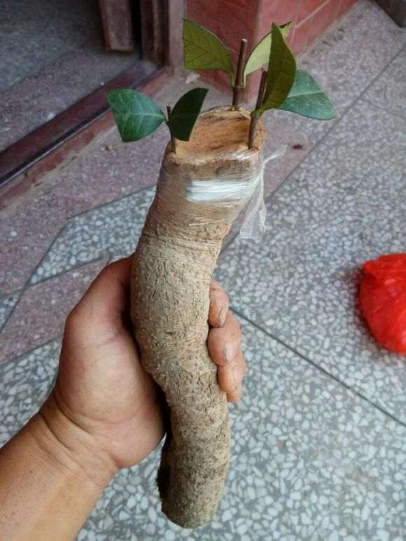 无根络石下山桩怎么嫁接的方法
