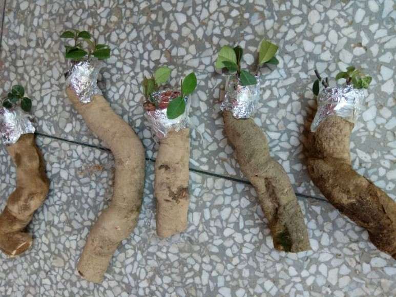 无根络石下山桩怎么嫁接的方法