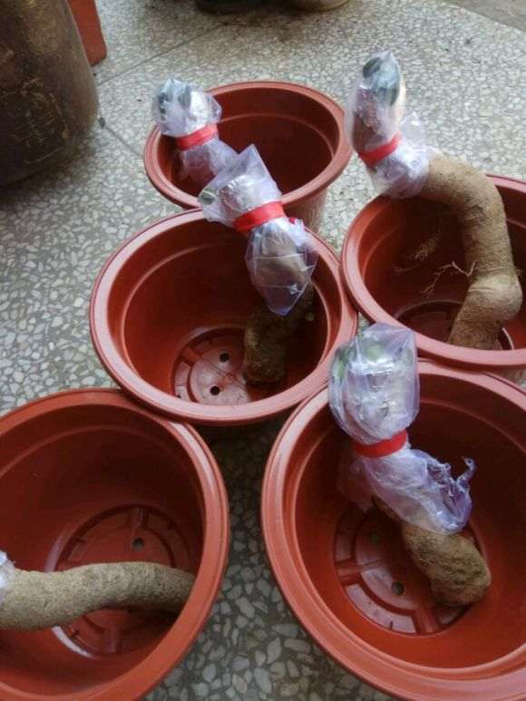无根络石下山桩怎么嫁接的方法