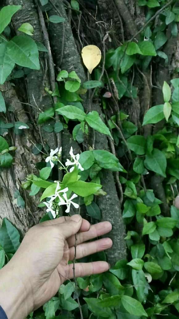 络石下山桩不好挖呀