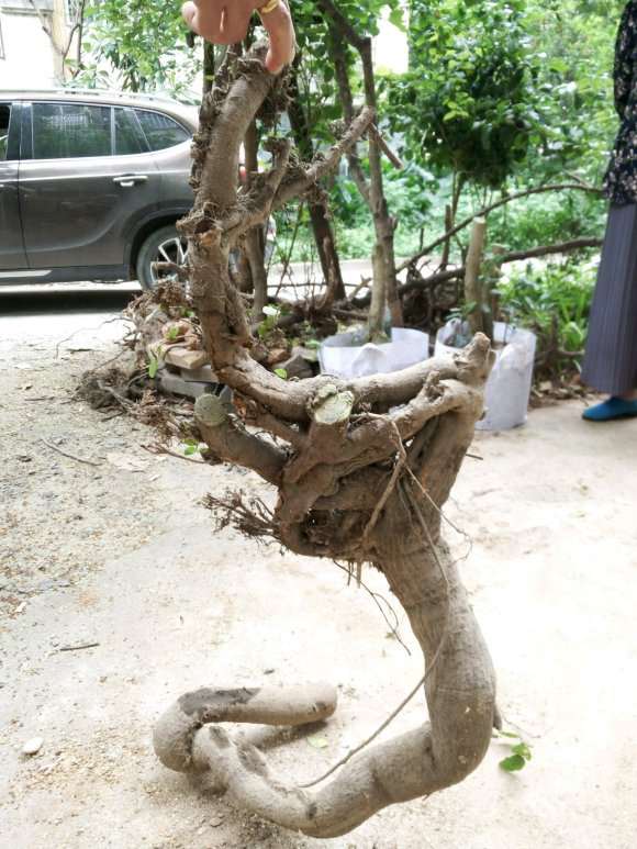 络石下山桩不好挖呀