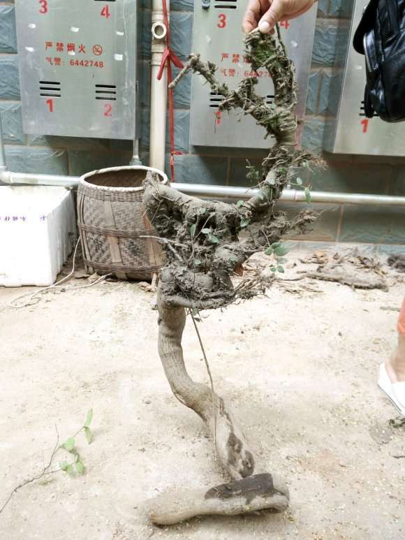 络石下山桩不好挖呀