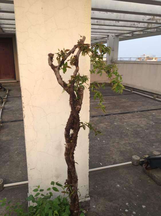 百年络石下山桩也开花了