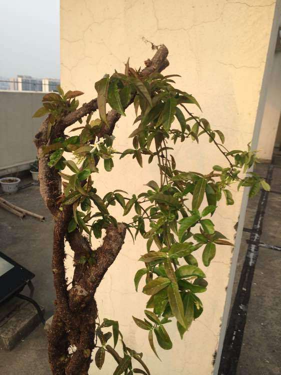 百年络石下山桩也开花了