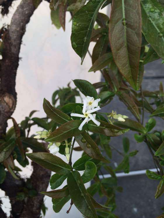 百年络石下山桩也开花了