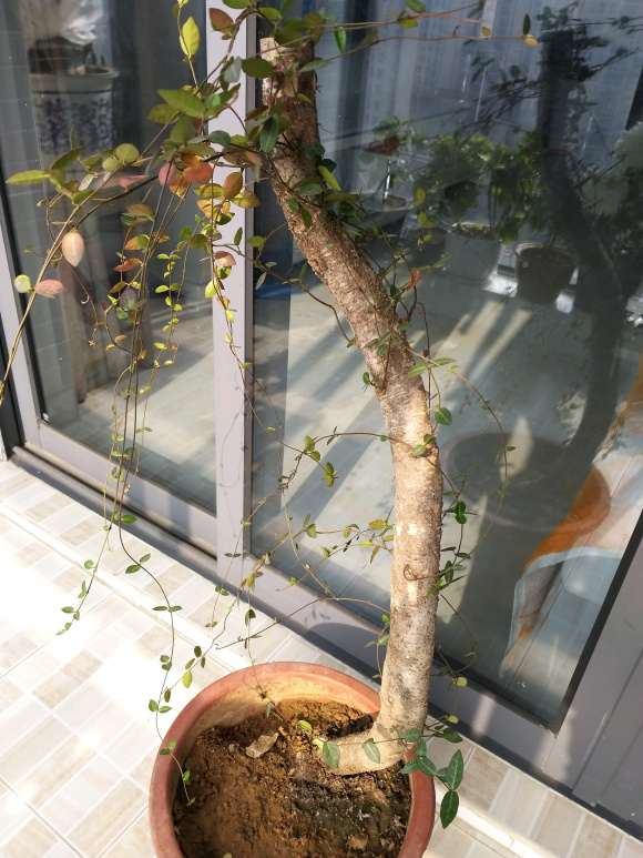 下山1年的络石下山桩 怎么样