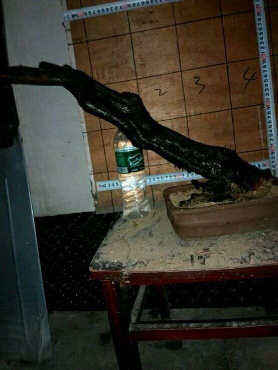 兄弟送的桩2棵老鸦柿下山桩