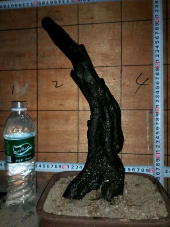 兄弟送的桩2棵老鸦柿下山桩