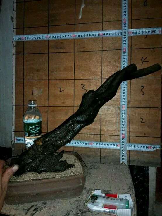 兄弟送的桩2棵老鸦柿下山桩