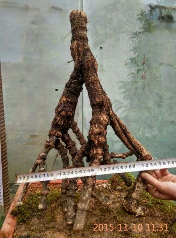 络石下山桩能倒栽吗