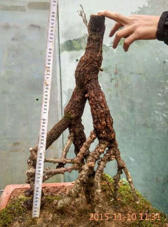 络石下山桩能倒栽吗