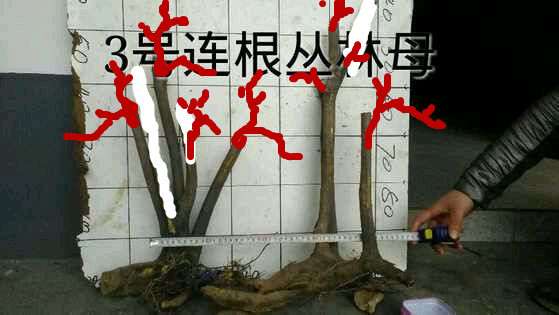 今天去挖了个金弹子丛林下山桩