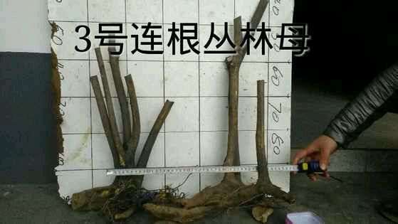 今天去挖了个金弹子丛林下山桩