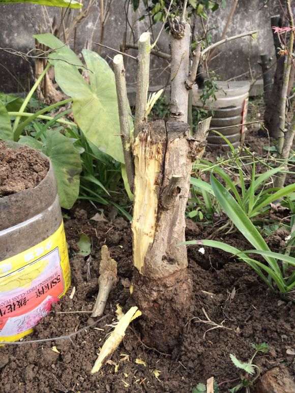 石榴下山桩怎么高培的方法