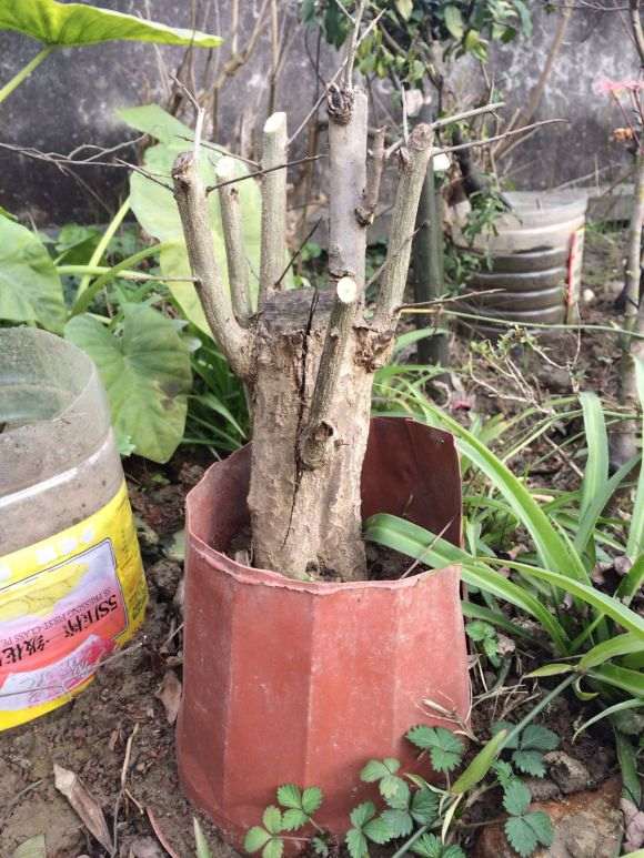 石榴下山桩怎么高培的方法