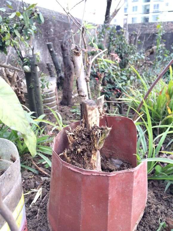 石榴下山桩怎么高培的方法