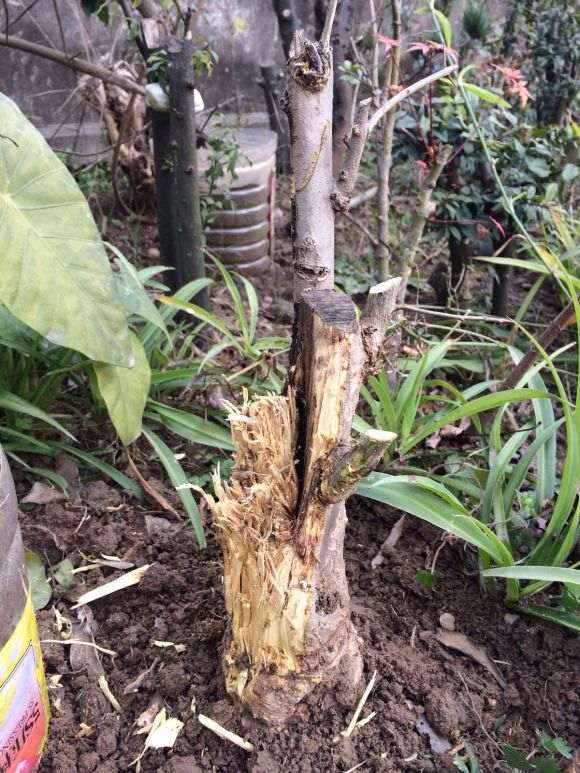 石榴下山桩怎么高培的方法