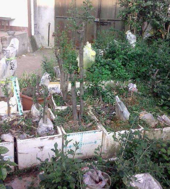 为什么我的老鸦柿下山桩