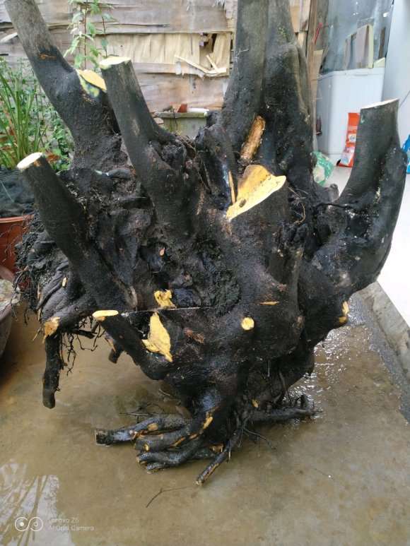 这么大的老鸦柿下山桩 价格6位数