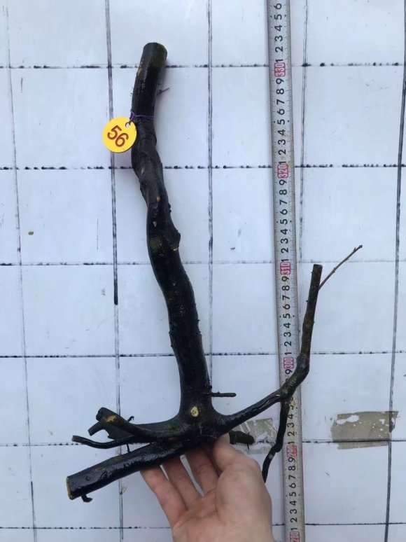 老鸦柿下山桩生桩泡水两天能活吗