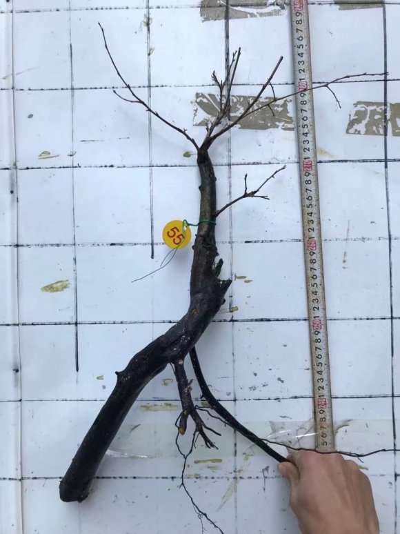 老鸦柿下山桩生桩泡水两天能活吗