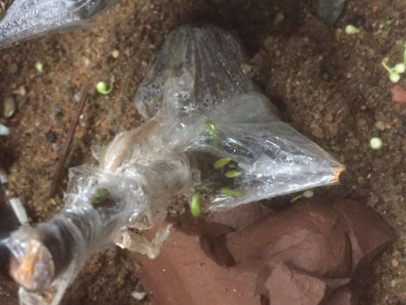 老鸦柿下山桩生桩栽上1个月 来芽了 图片