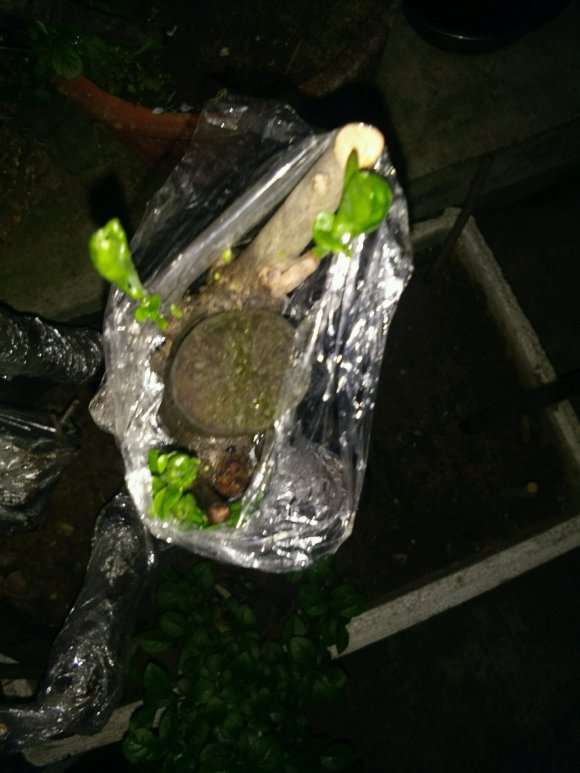 老鸦柿下山桩生桩栽上1个月 来芽了 图片